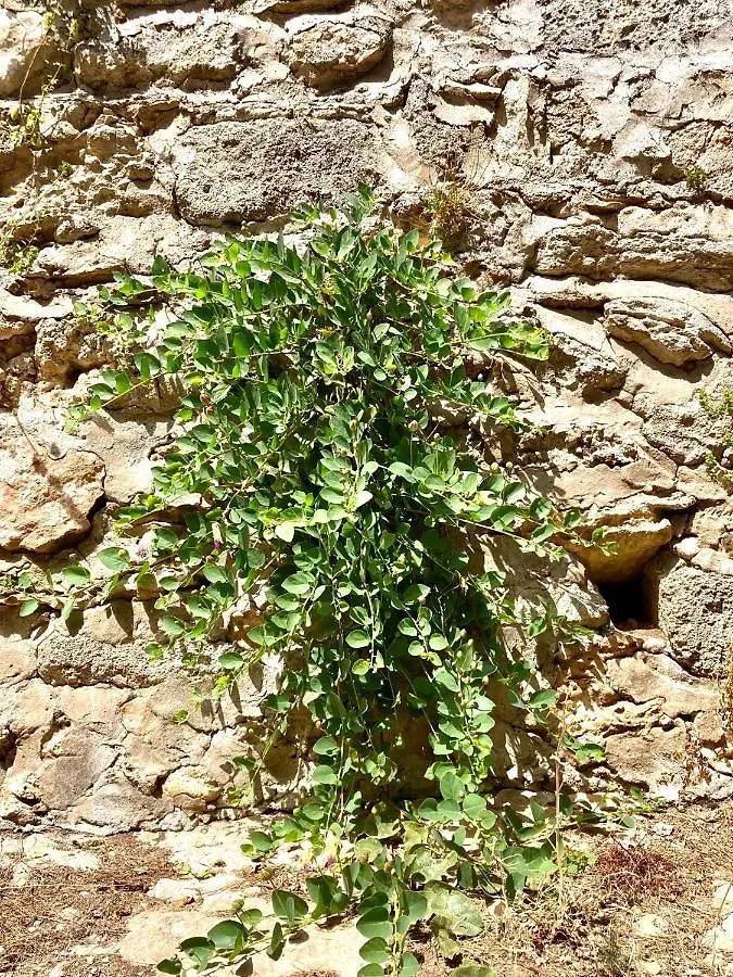 Dimora Delle Tonnare Otel Favignana